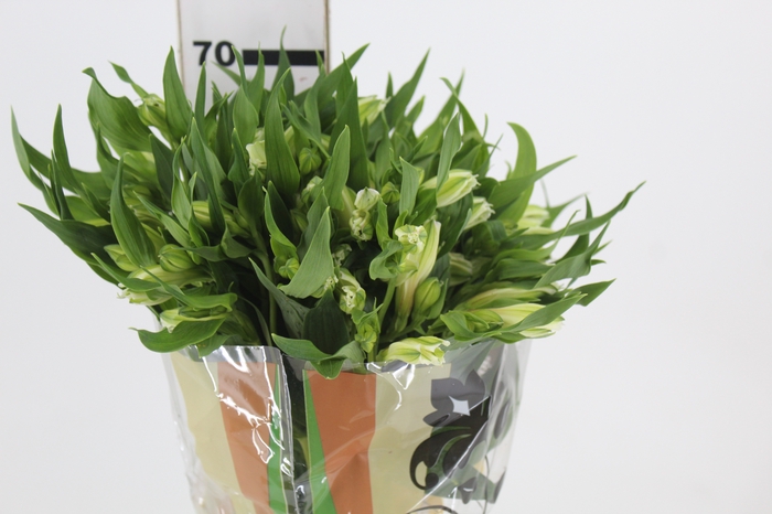 <h4>ALSTROEMERIA PRESTIGE 070 CM BRANCO</h4>