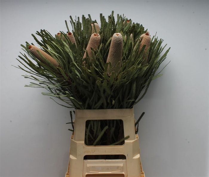<h4>Banksia Hookeriana Small</h4>