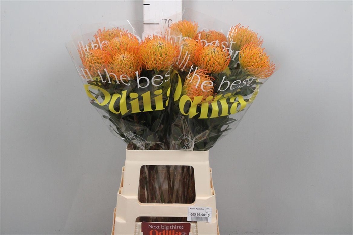 <h4>Leuco Ayoba Sun</h4>