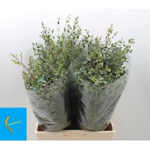 EUC PARVIFOLIA P BS