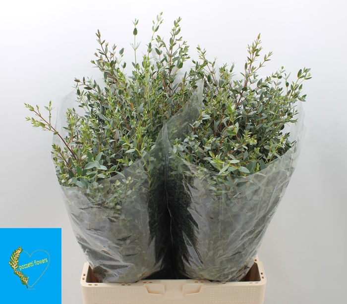 <h4>EUC PARVIFOLIA P BS</h4>