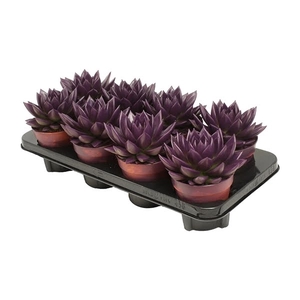 Echeveria coloured dark purple