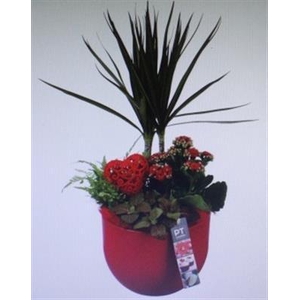 2206 ROOD KER DRACENA