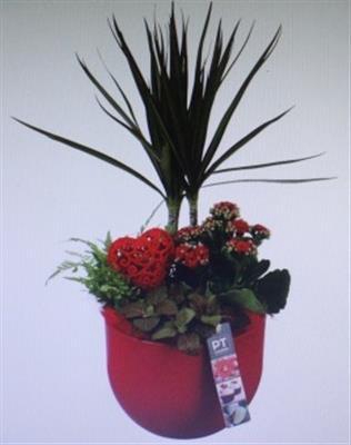 2206 ROOD KER DRACENA