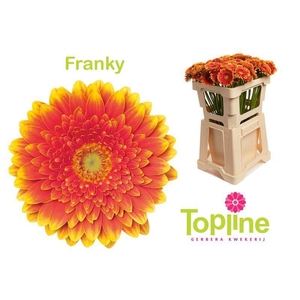 GERBERA MI 'FRANKY'