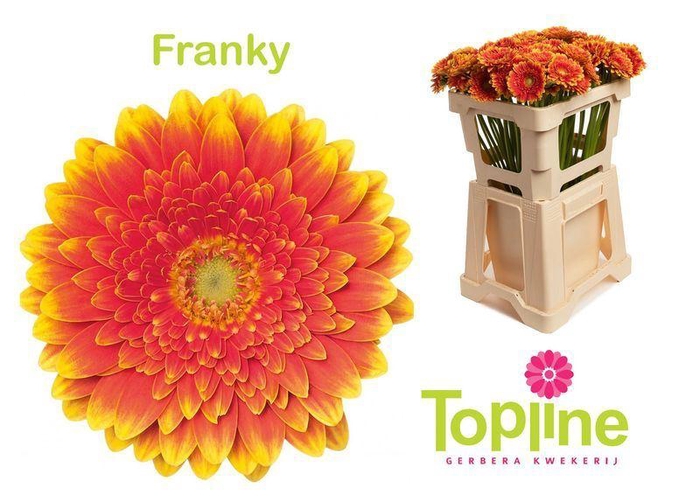 <h4>GERBERA MI 'FRANKY'</h4>