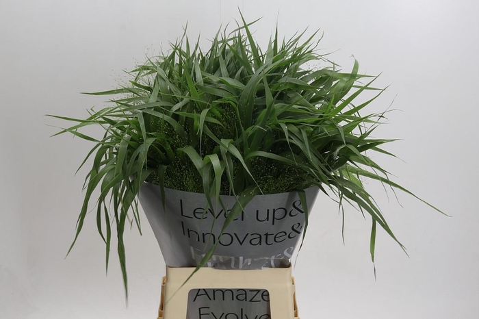 <h4>Panicum Fountain</h4>