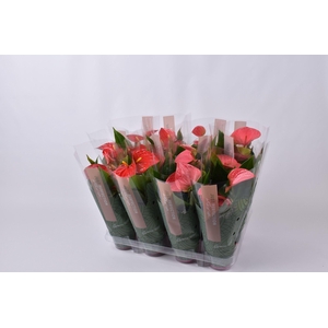 Anthurium gemengd rood/roze  XL Flowers