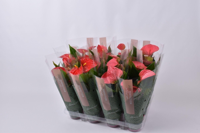 <h4>Anthurium gemengd rood/roze  XL Flowers</h4>