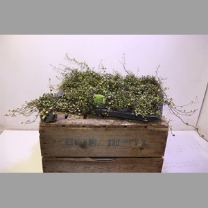 Muehlenbeck Co Maori