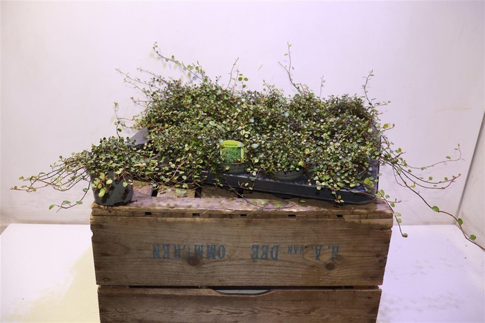 <h4>Muehlenbeck Co Maori</h4>