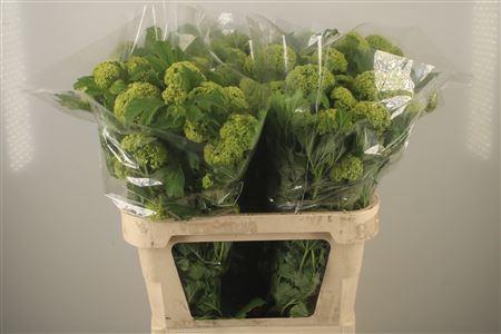 <h4>Viburnum Roseum St</h4>