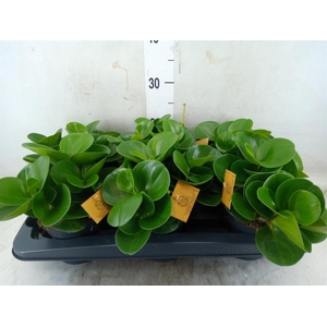 Peperomia obt. 'Green Gold'