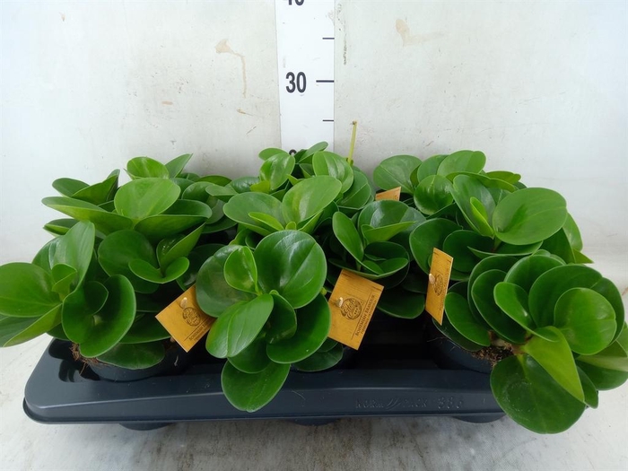 <h4>Peperomia obt. 'Green Gold'</h4>
