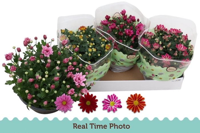 <h4>CHRYS GEM 4 KL</h4>