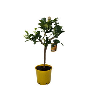 Citrus medica