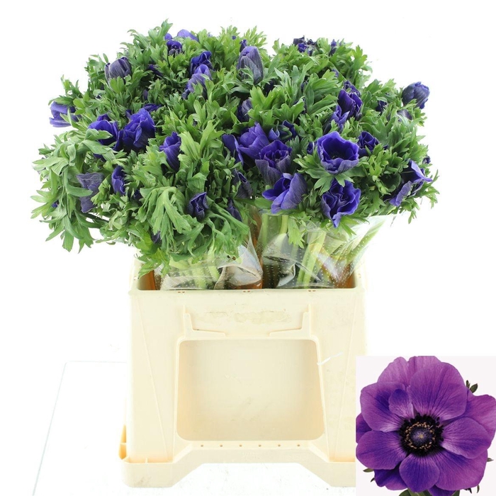 <h4>ANEM CO MAR BLUE</h4>