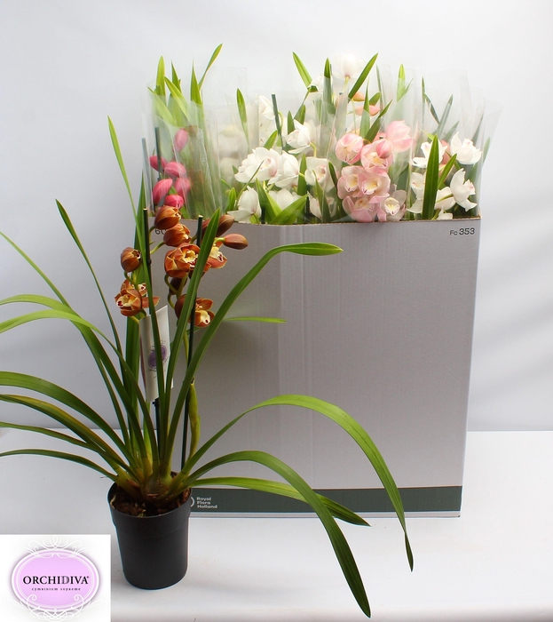 <h4>CYMB GEMENGD</h4>