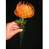 Leucospermum Ayoba Peach