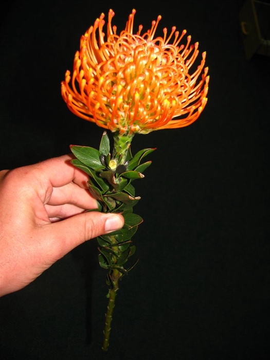 Leucospermum Ayoba Peach