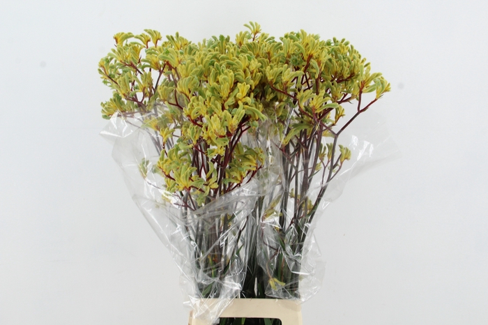 <h4>ANIGOZ EMMA 90CM</h4>