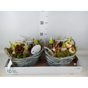 Arr.   Bol/Knolgewas L%