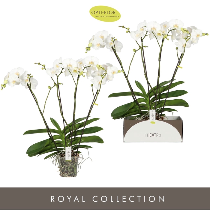 <h4>Phalaenopsis wit meer takken</h4>