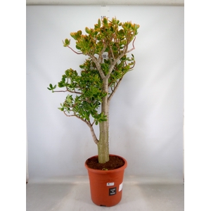 Crassula ovata 'Sunset'
