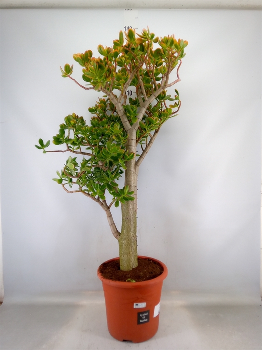 <h4>Crassula ovata 'Sunset'</h4>