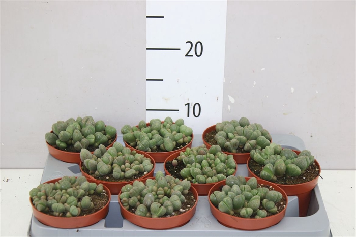 <h4>Lithops Levende Steentjes</h4>