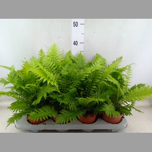Blechnum gibbum 'Silver Lady'