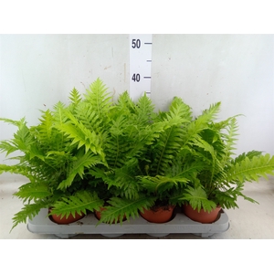 Blechnum gibbum 'Silver Lady'