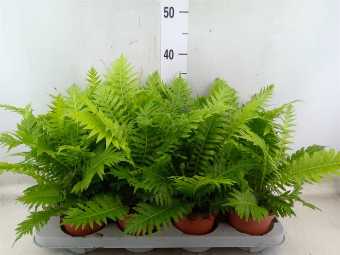 <h4>Blechnum gibbum 'Silver Lady'</h4>