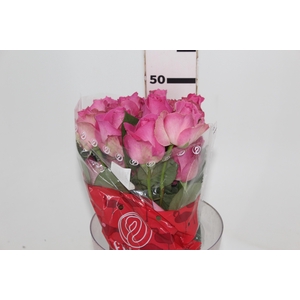 ROSA CANDY AVALANCHE 050 CM ESTUFA