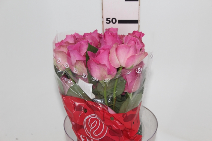 <h4>ROSA CANDY AVALANCHE 050 CM ESTUFA</h4>