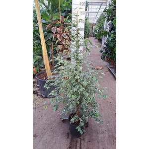 Ficus Benjamina Twilight piramide