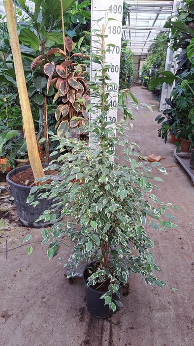 <h4>Ficus Benjamina Twilight piramide</h4>
