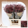 Limonium Sinense Scarlet Diamond