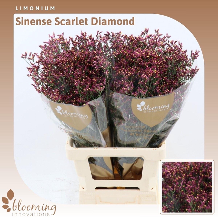 <h4>Limonium Sinense Scarlet Diamond</h4>