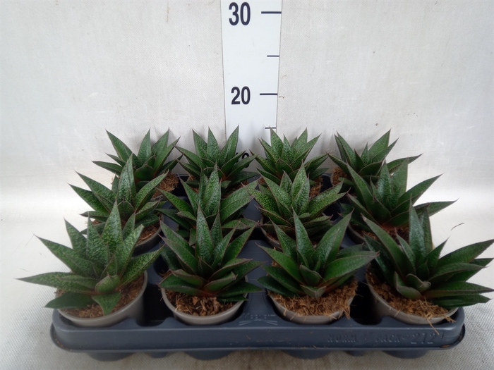 <h4>Gasteria  'Flow'</h4>