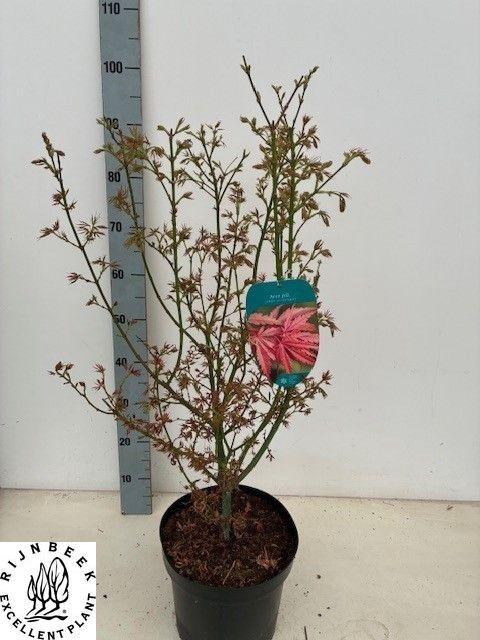 <h4>ACER PA JER SCHWARTZ</h4>