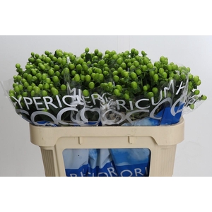 Hypericum Coco Bamboo