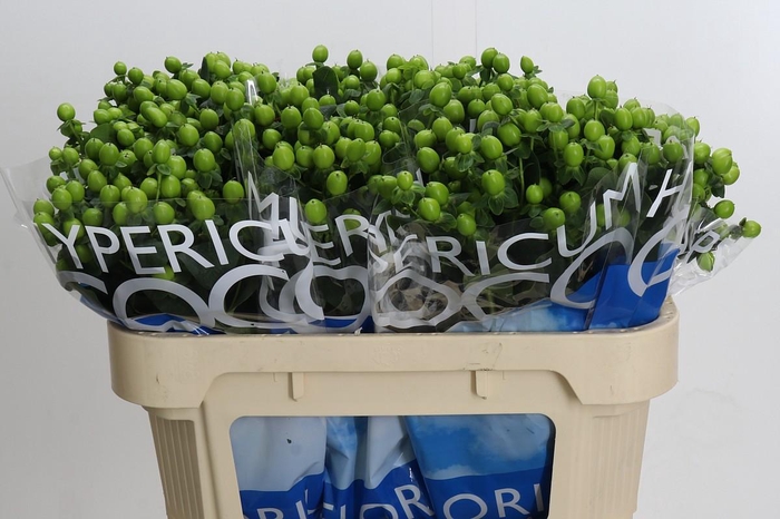 <h4>Hypericum Coco Bamboo</h4>