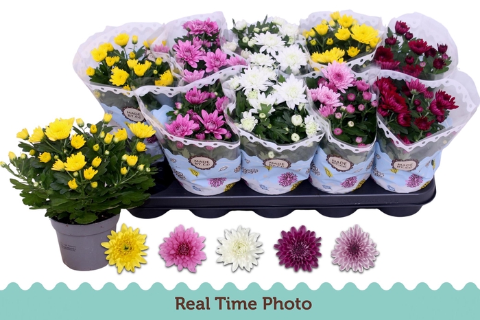 <h4>CHRYS GEVULDBL GEM</h4>