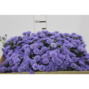 ASTER D. PLUS 050 CM MIN 20 GRAMAS