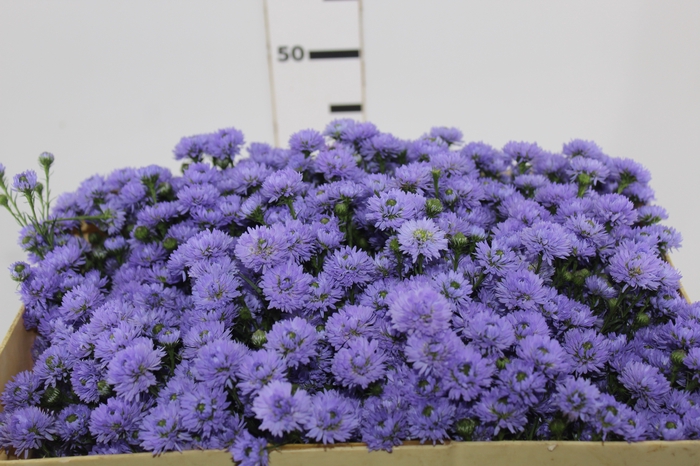 <h4>ASTER D. PLUS 050 CM MIN 20 GRAMAS</h4>