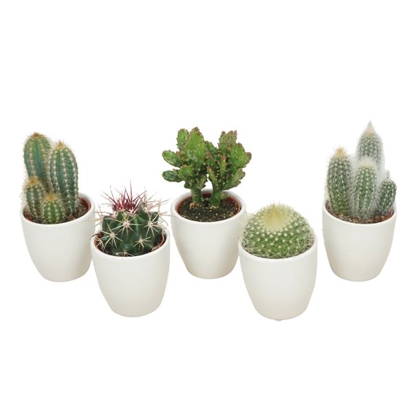 <h4>Cactus mix 5,5 cm in witte pot</h4>