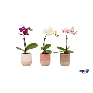 Becca Mix Tiny Dolls Mix 1T7+ Aqu@