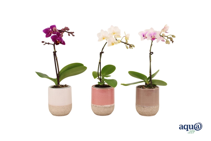 <h4>Becca Mix Tiny Dolls Mix 1T7+ Aqu@</h4>