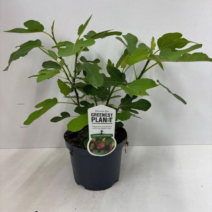 <h4>Ficus carica</h4>